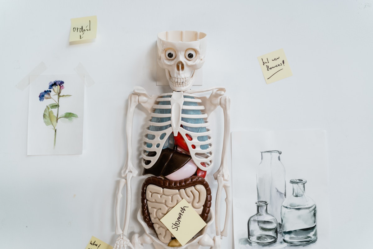 Let's get to know our organs